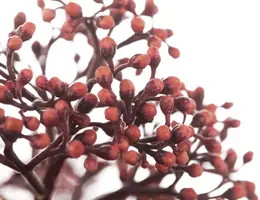 Skimmia japonica 'Rubella' (Skimmia 'Rubella') - afbeelding 7