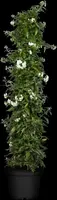 Solanum jasminoides (Kuipplant) - afbeelding 10