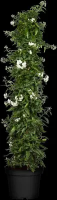 Solanum jasminoides (Kuipplant) - afbeelding 10
