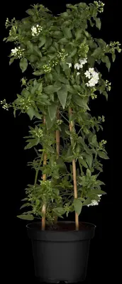 Solanum jasminoides (Kuipplant) - afbeelding 20