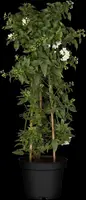 Solanum jasminoides (Kuipplant) - afbeelding 20