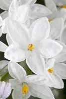 Solanum jasminoides (Kuipplant) - afbeelding 2