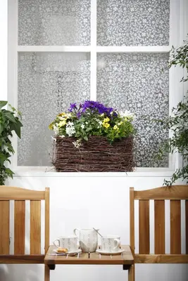 Solanum jasminoides (Kuipplant) - afbeelding 13