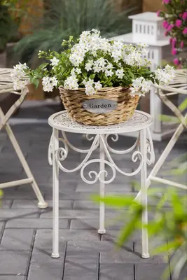Solanum jasminoides (Kuipplant) - afbeelding 23