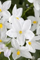 Solanum jasminoides (Kuipplant) kopen?