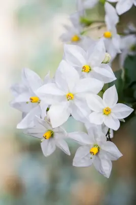 Solanum jasminoides (Kuipplant) - afbeelding 15