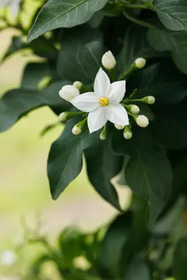 Solanum jasminoides (Kuipplant) - afbeelding 18