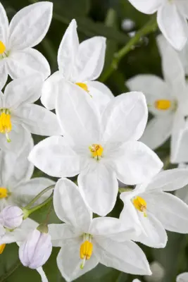 Solanum jasminoides (Kuipplant) - afbeelding 1