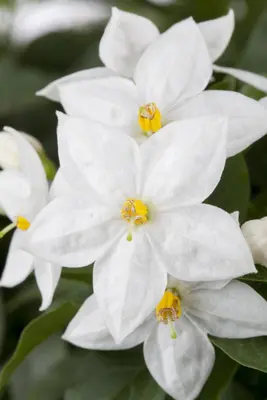 Solanum jasminoides (Kuipplant) - afbeelding 3
