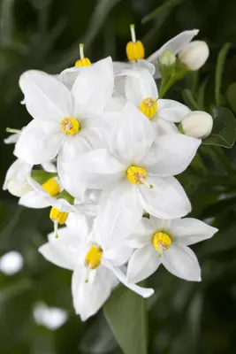 Solanum jasminoides (Kuipplant) - afbeelding 8