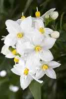 Solanum jasminoides (Kuipplant) - afbeelding 8