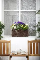 Solanum jasminoides (Kuipplant) - afbeelding 13