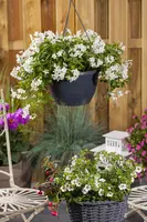 Solanum jasminoides (Kuipplant) - afbeelding 22
