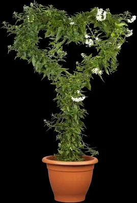 Solanum jasminoides (Kuipplant) - afbeelding 11