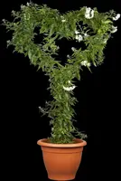 Solanum jasminoides (Kuipplant) - afbeelding 11