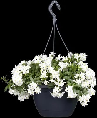 Solanum jasminoides (Kuipplant) - afbeelding 7
