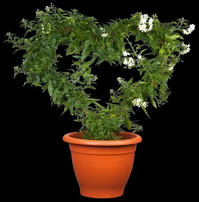 Solanum jasminoides (Kuipplant) - afbeelding 14