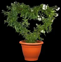 Solanum jasminoides (Kuipplant) - afbeelding 14