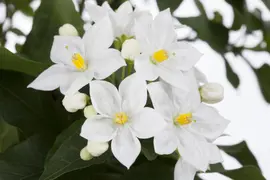Solanum jasminoides (Kuipplant) - afbeelding 4