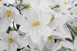 Solanum jasminoides (Kuipplant) - afbeelding 6