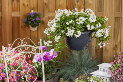 Solanum jasminoides (Kuipplant) - afbeelding 21