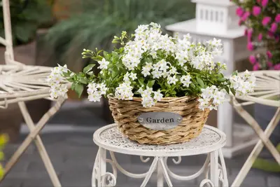 Solanum jasminoides (Kuipplant) - afbeelding 24