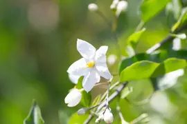 Solanum jasminoides (Kuipplant) - afbeelding 26