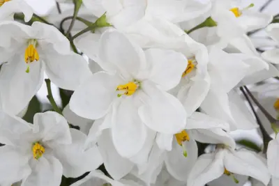 Solanum jasminoides (Kuipplant) - afbeelding 6