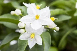 Solanum jasminoides (Kuipplant) - afbeelding 9