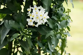 Solanum jasminoides (Kuipplant) - afbeelding 17