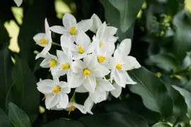 Solanum jasminoides (Kuipplant) - afbeelding 19
