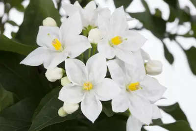 Solanum jasminoides (Kuipplant) - afbeelding 4