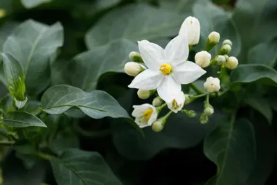 Solanum jasminoides (Kuipplant) - afbeelding 16