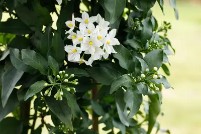 Solanum jasminoides (Kuipplant) - afbeelding 17