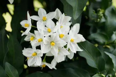 Solanum jasminoides (Kuipplant) - afbeelding 19