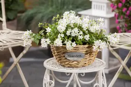Solanum jasminoides (Kuipplant) - afbeelding 24