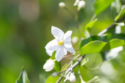 Solanum jasminoides (Kuipplant) - afbeelding 26