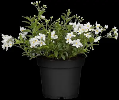 Solanum jasminoides (Kuipplant) - afbeelding 12