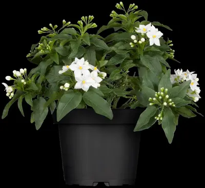 Solanum jasminoides (Kuipplant) - afbeelding 5