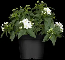 Solanum jasminoides (Kuipplant) - afbeelding 5