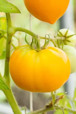 Solanum lycopersicum 'Ananas' (Tomaat 'Ananas') - afbeelding 2