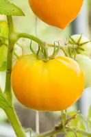 Solanum lycopersicum 'Ananas' (Tomaat 'Ananas') - afbeelding 2