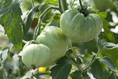 Solanum lycopersicum 'Ananas' (Tomaat 'Ananas') - afbeelding 1
