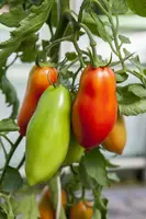 Solanum lycopersicum 'Andine Cornue' (Tomaat 'Andine Cornue') - afbeelding 1
