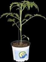Solanum lycopersicum 'Buffalo Steak' (Tomaat 'Buffalo Steak') - afbeelding 1
