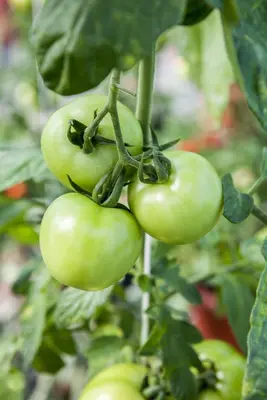 Solanum lycopersicum 'Cristal' (Tomaat 'Cristal') - afbeelding 3