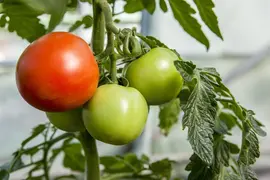 Solanum lycopersicum 'Cristal' (Tomaat 'Cristal') - afbeelding 1