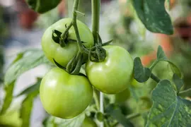 Solanum lycopersicum 'Cristal' (Tomaat 'Cristal') - afbeelding 2