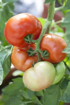 Solanum lycopersicum 'Fantasio F1' (Tomaat 'Fantasio F1') - afbeelding 1