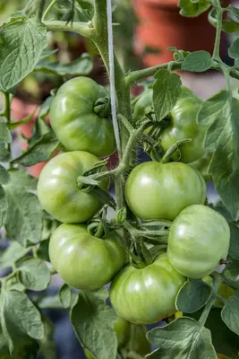 Solanum lycopersicum 'Marmande' (Tomaat 'Marmande') - afbeelding 1